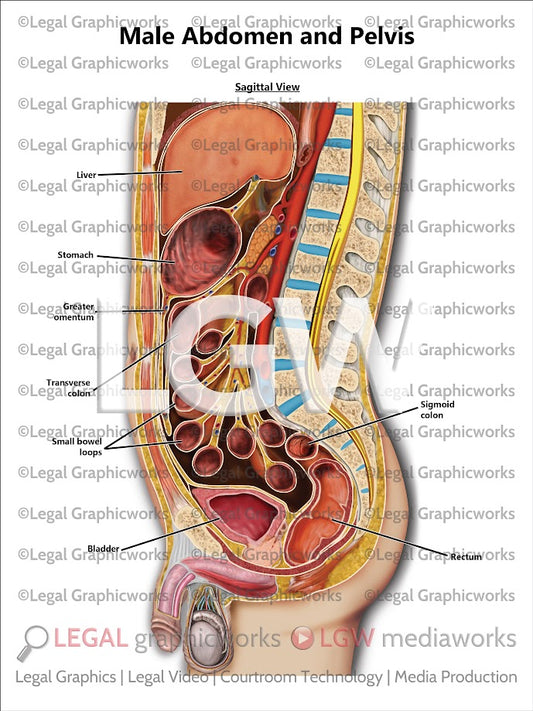 Male Abdomen and Pelvis