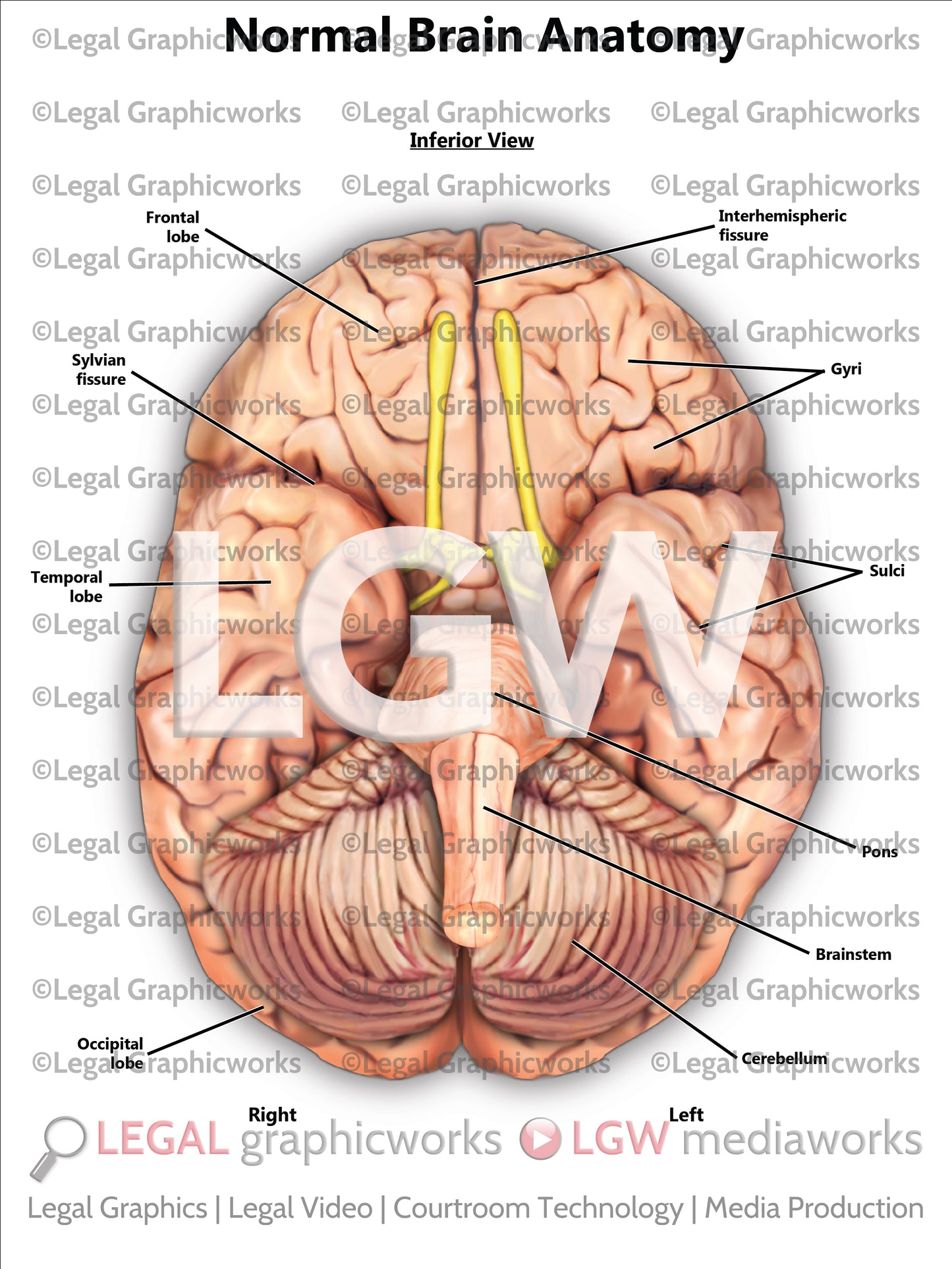 Normal Brain Anatomy