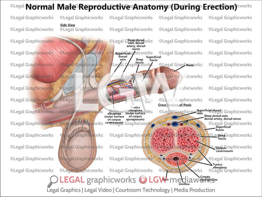 Normal Male Reproductive Anatomy (During Erection)