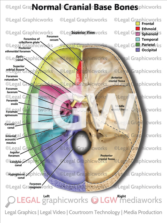 Normal Cranial Base Bones
