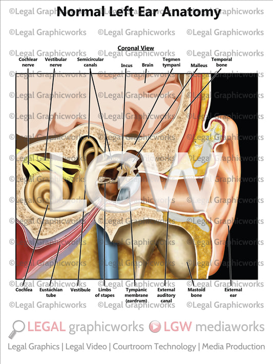 Normal Left Ear Anatomy