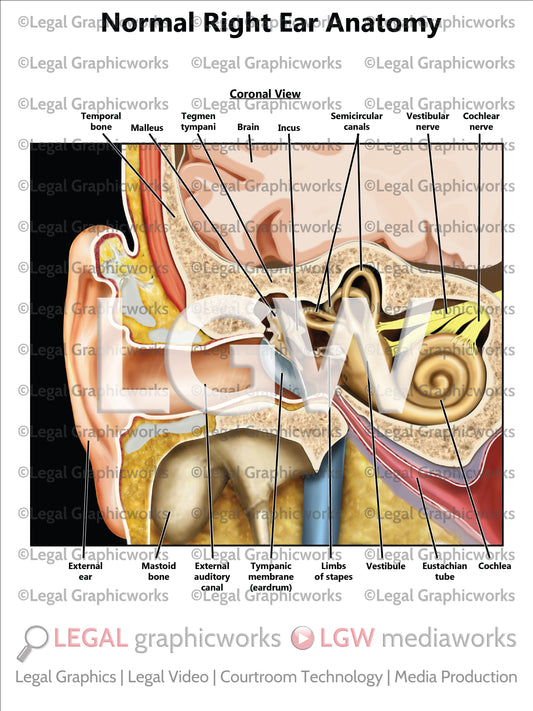 Normal Right Ear Anatomy