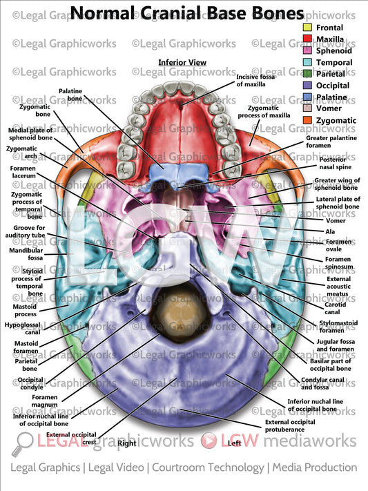 Normal Cranial Base Bones