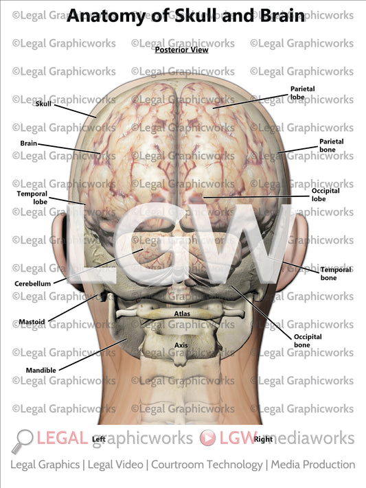 Anatomy of Skull and Brain