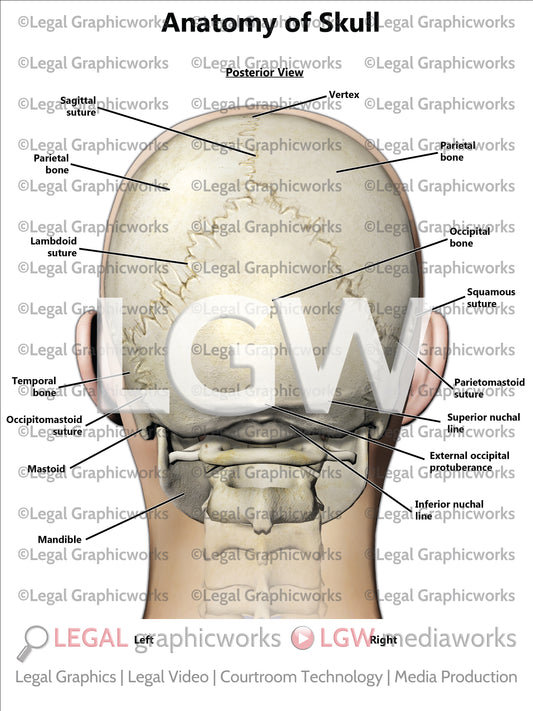 Anatomy of Skull