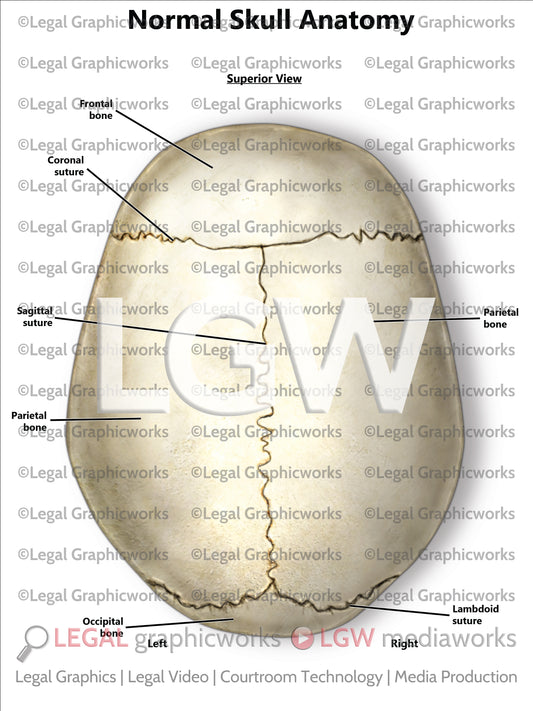 Normal Skull Anatomy