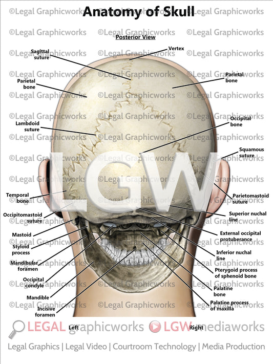 Anatomy of Skull