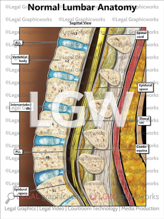 Normal Lumbar Anatomy