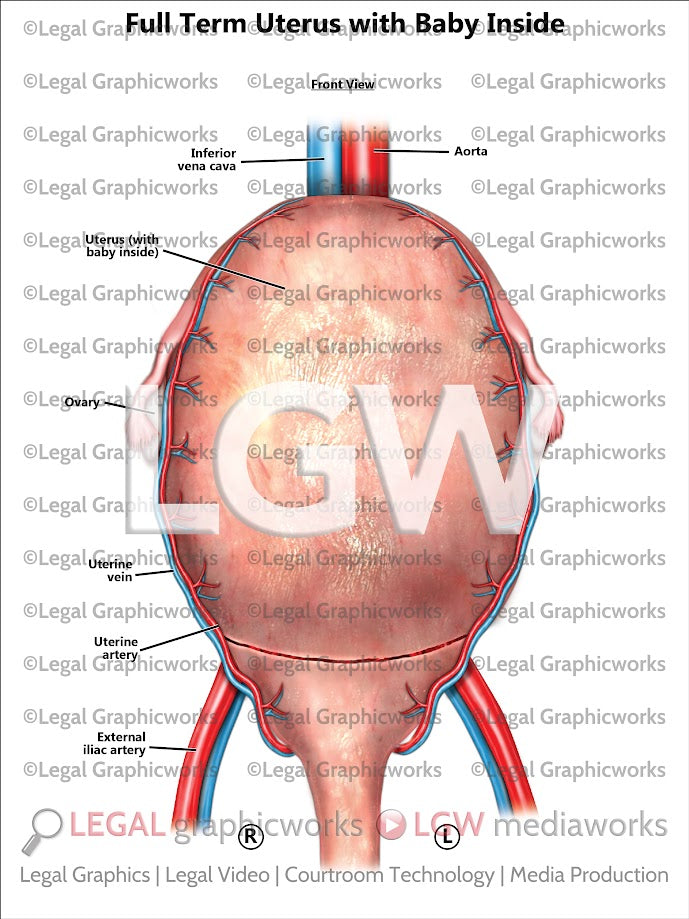 Full Term Uterus with Baby Inside