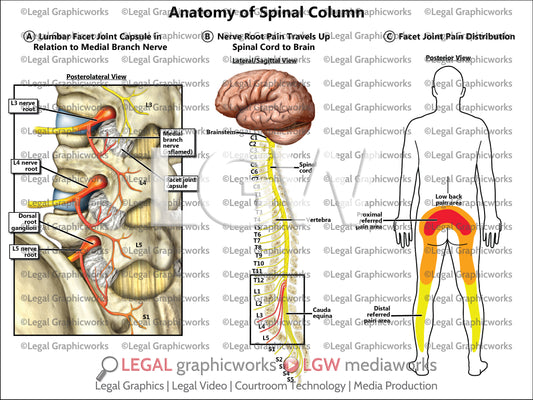 Anatomy of Spinal Column
