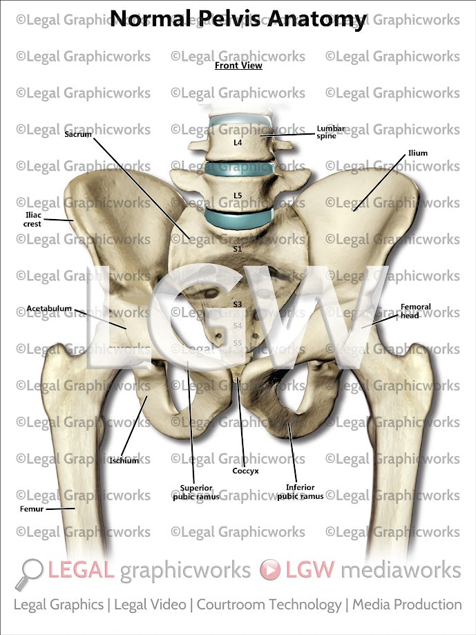 Normal Pelvis Anatomy