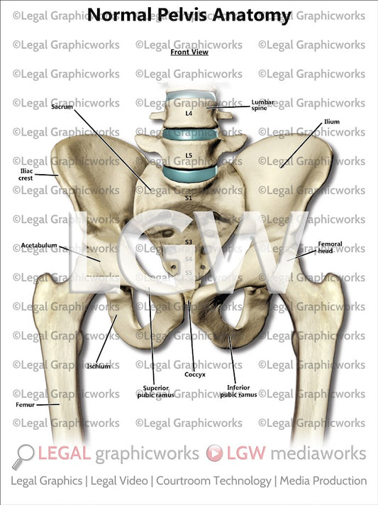 Normal Pelvis Anatomy