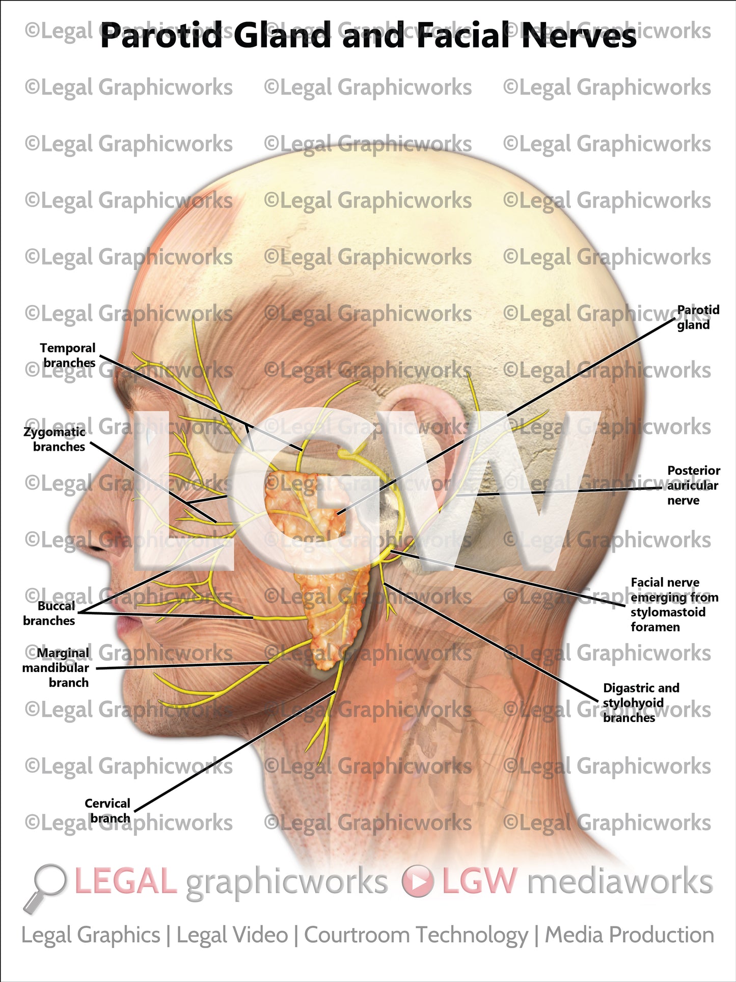 Parotid Gland and Facial Nerves