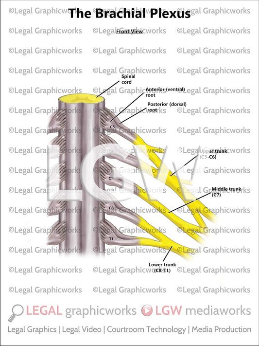 The Brachial Plexus