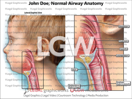 Normal Airway Anatomy