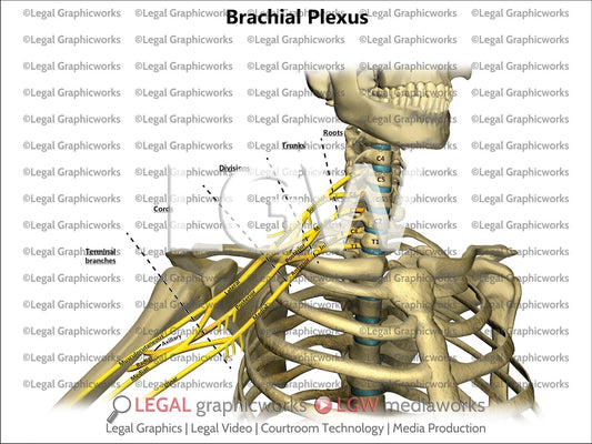 Brachial Plexus