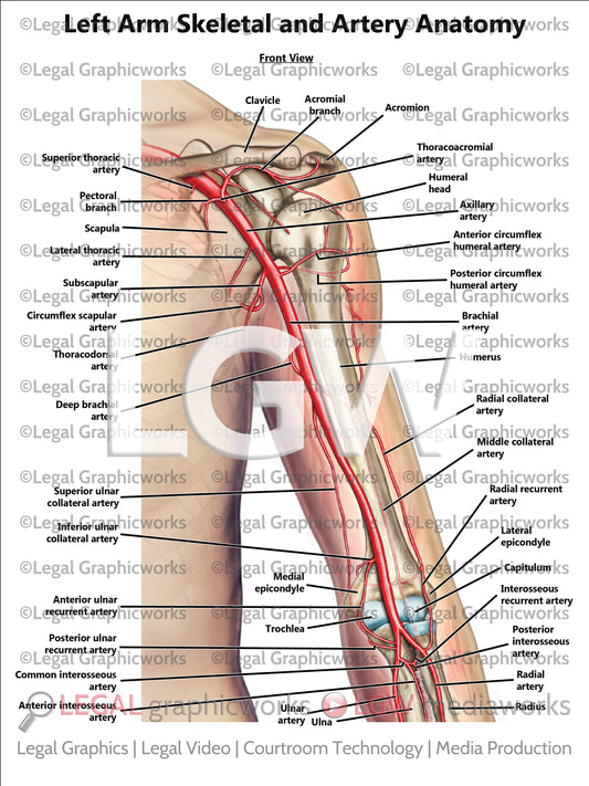 Left Arm Skeletal and Artery Anatomy