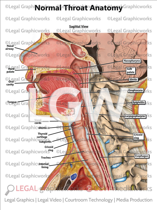 Normal Throat Anatomy