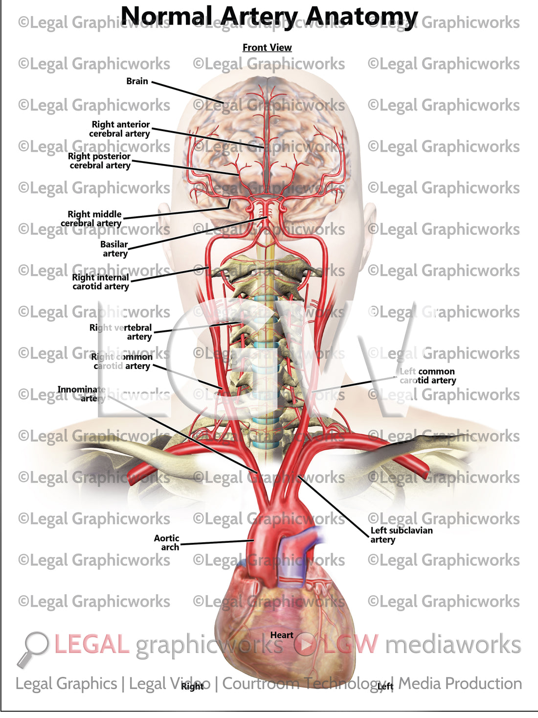Normal Artery Anatomy – LGWgo