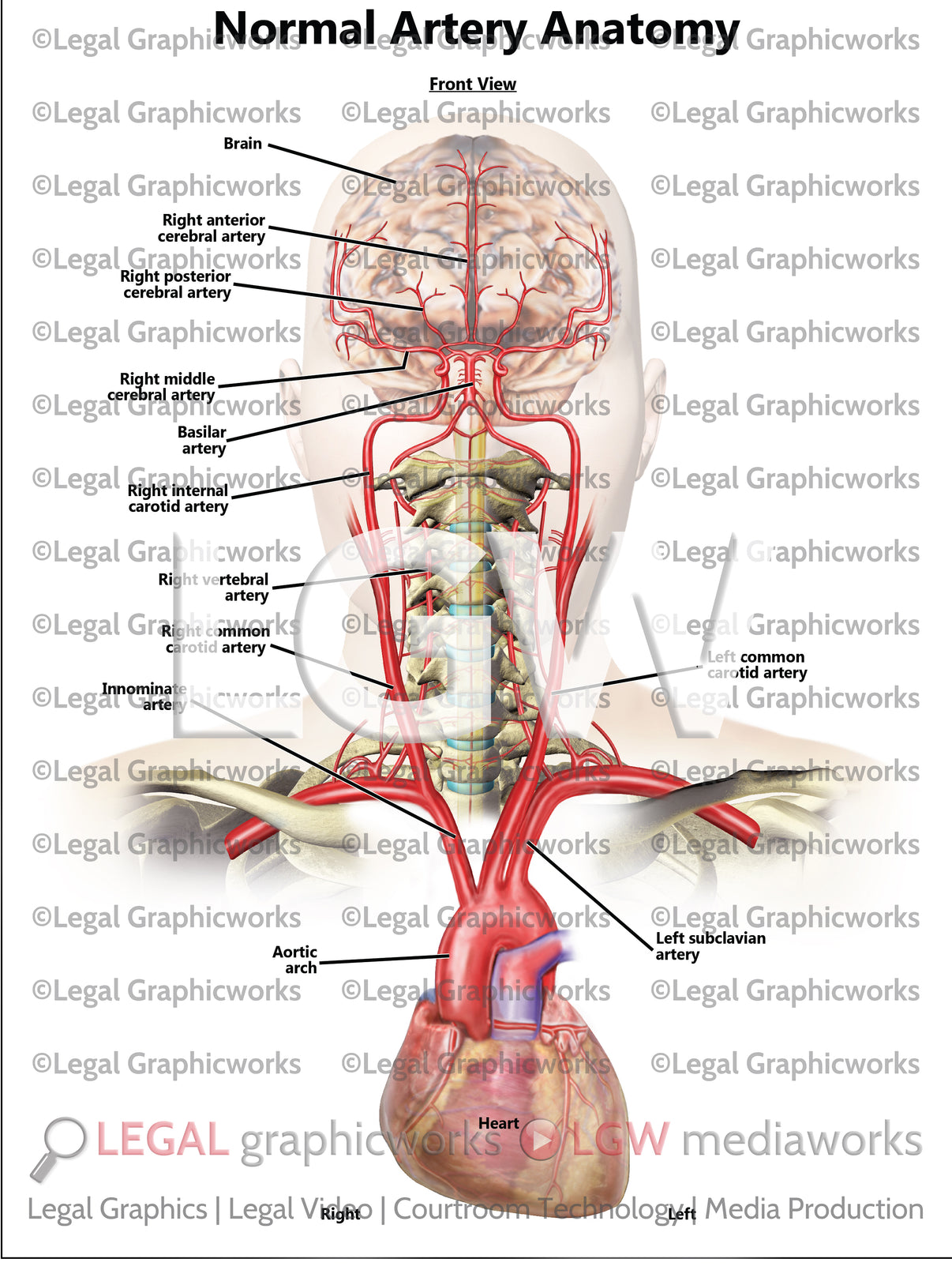 Normal Artery Anatomy โ LGWgo