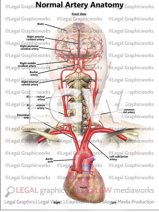 Normal Artery Anatomy