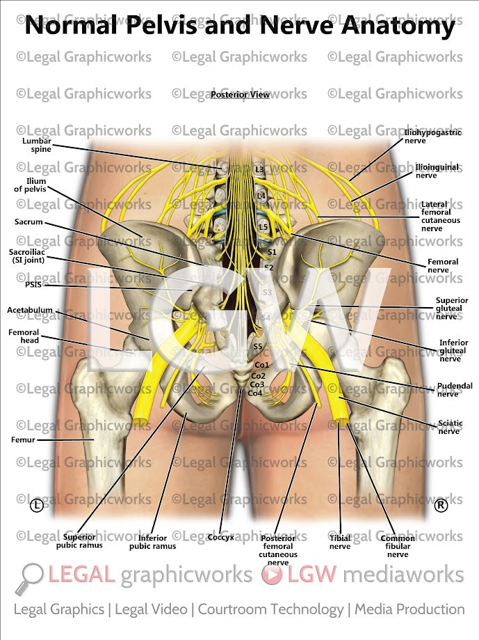 Normal Pelvis and Nerve Anatomy