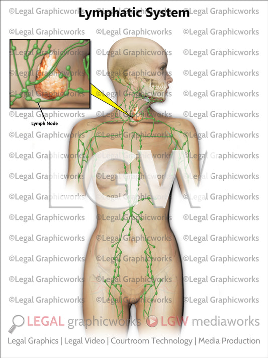 Lymphatic System