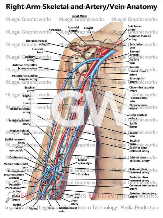 Right Arm Skeletal and Artery/Vein Anatomy