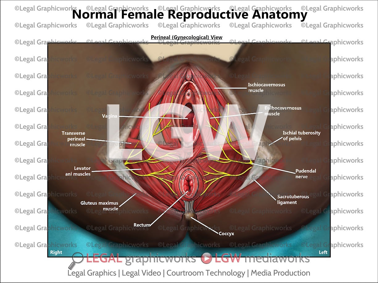 Normal Female Reproductive Anatomy