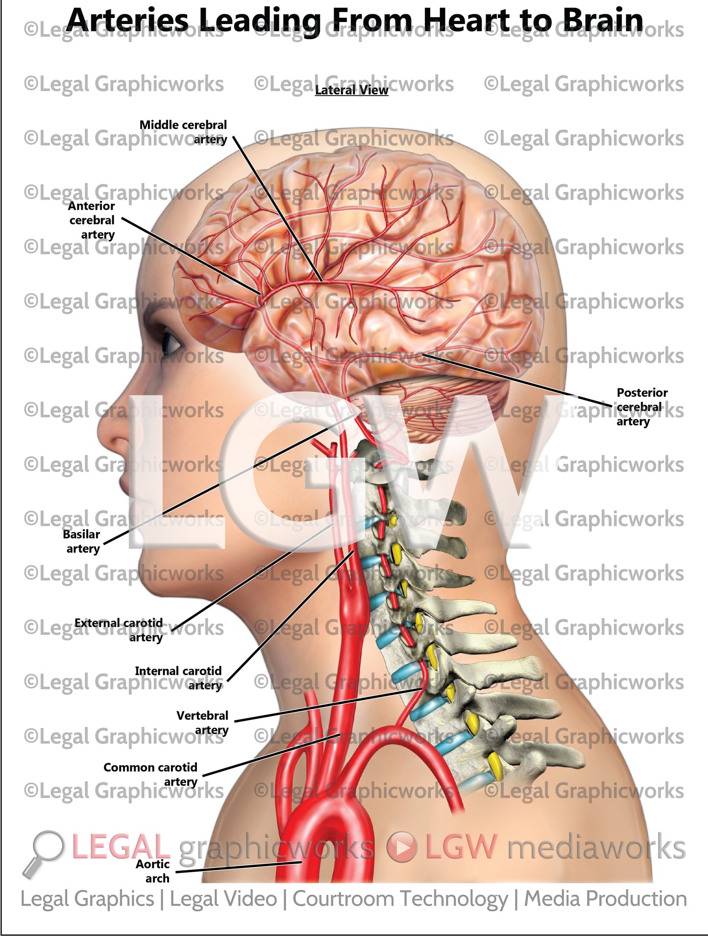 Arteries Leading From Heart to Brain