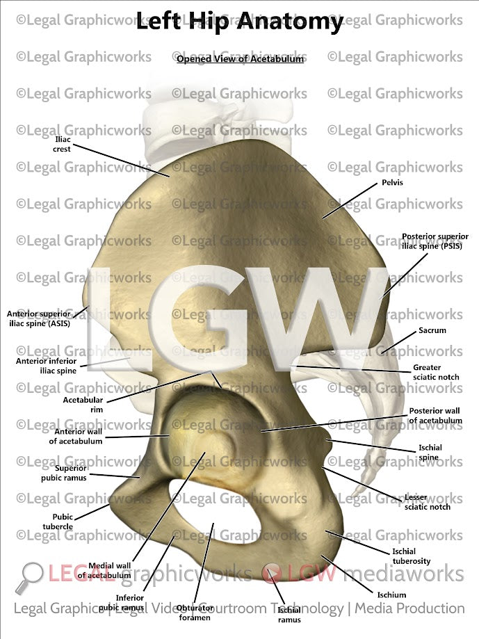 Left Hip Left Hip Anatomy – LGWgo