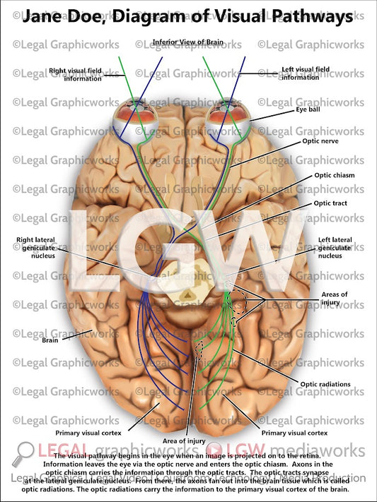 Diagram of Visual Pathways