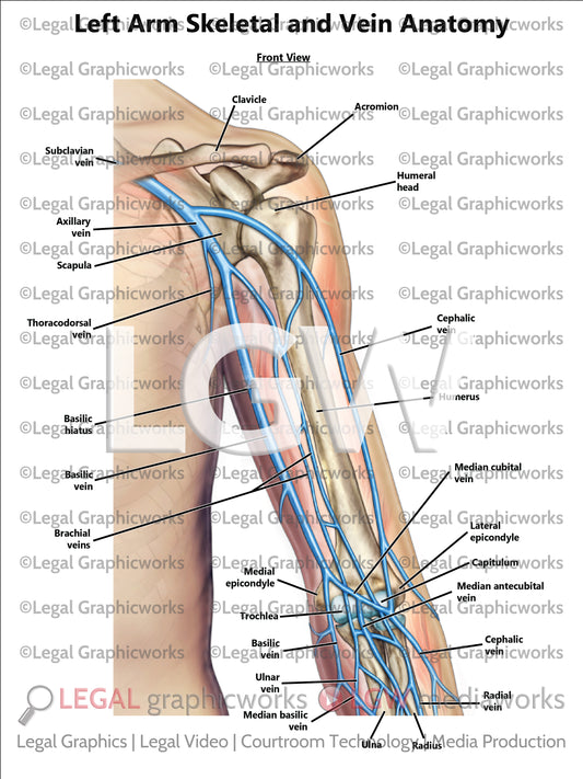Left Arm Skeletal and Vein Anatomy