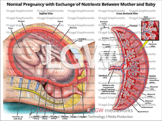 Normal Pregnancy with Exchange of Nutrients between Mother and Baby