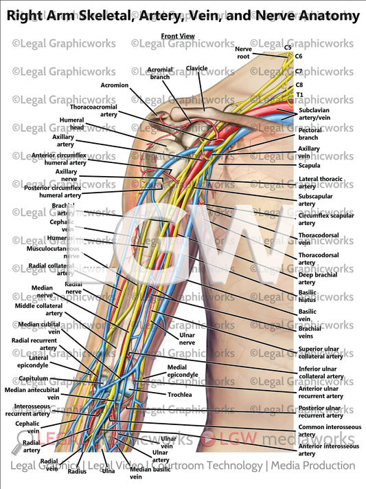 Right Arm Skeletal, Artery, Vein, and Nerve Anatomy