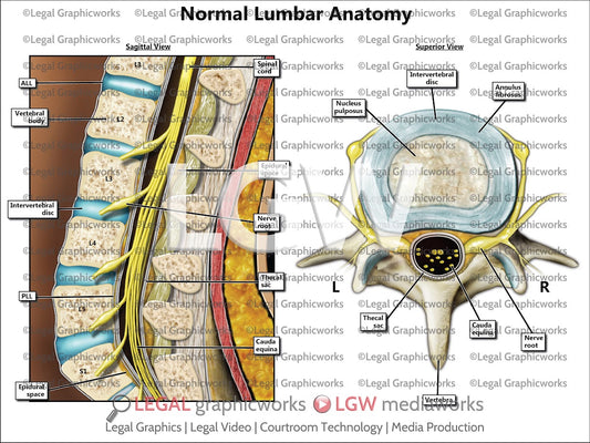 Normal Lumbar Anatomy