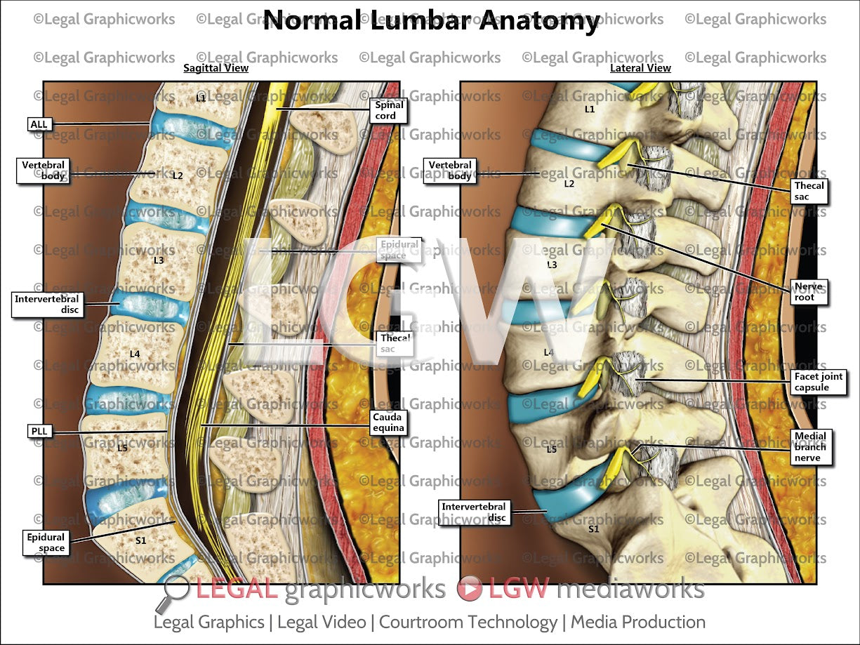 Normal Lumbar Anatomy