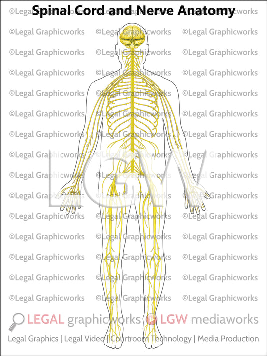 Spinal Cord and Nerve Anatomy