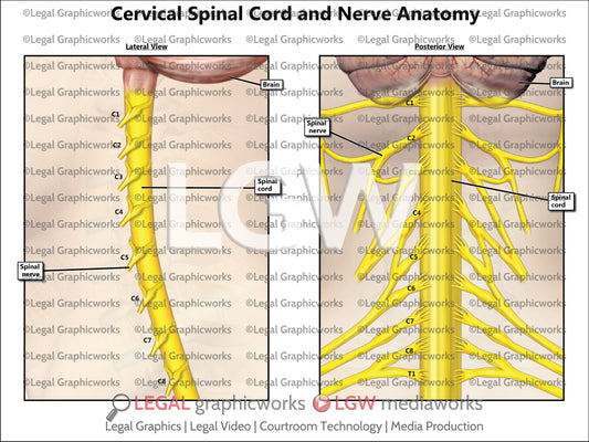 Cervical Spinal Cord and Nerve Anatomy