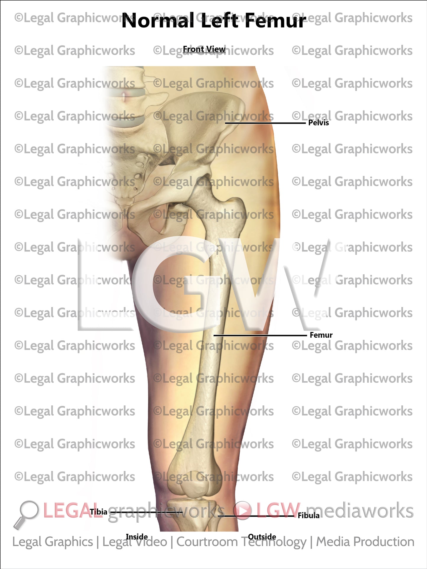 Normal Left Femur