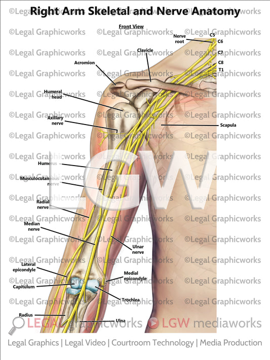 Right Arm Skeletal and Nerve Anatomy