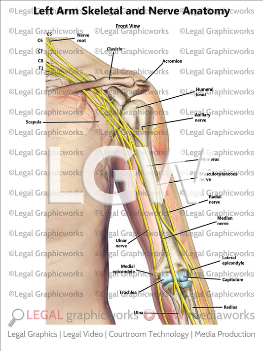 Left Arm Skeletal and Nerve Anatomy