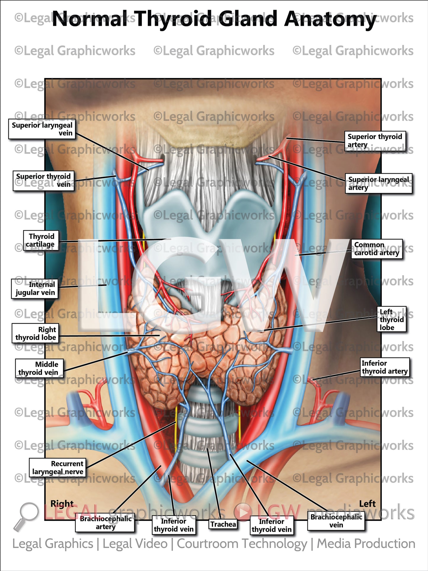 Normal Thyroid Gland Anatomy