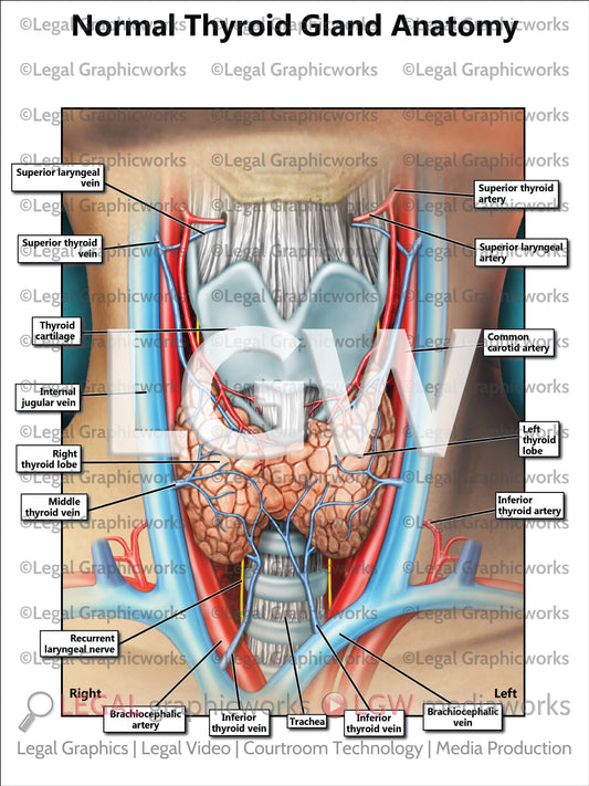 Normal Thyroid Gland Anatomy