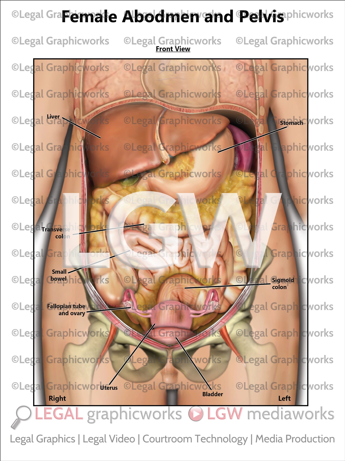 Female Abdomen and Pelvis