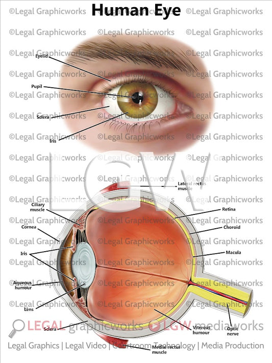 Human Eye
