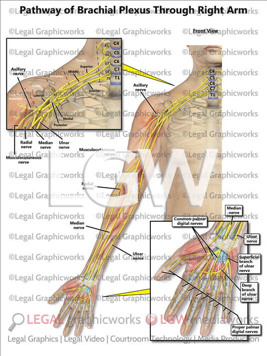 Pathway of Brachial Plexus Through Right Arm