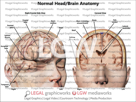 Normal Head/Brain Anatomy