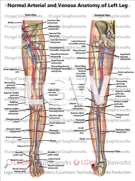 Normal Arterial and Venous Anatomy of Left Leg