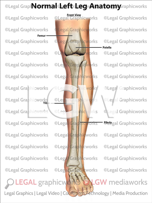 Normal Left Leg Anatomy